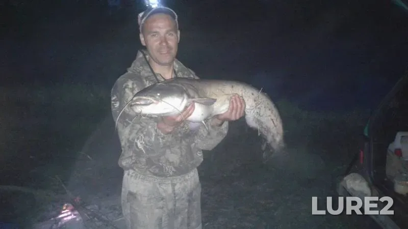 Wels catfish — Siva, Jun 24, 2018