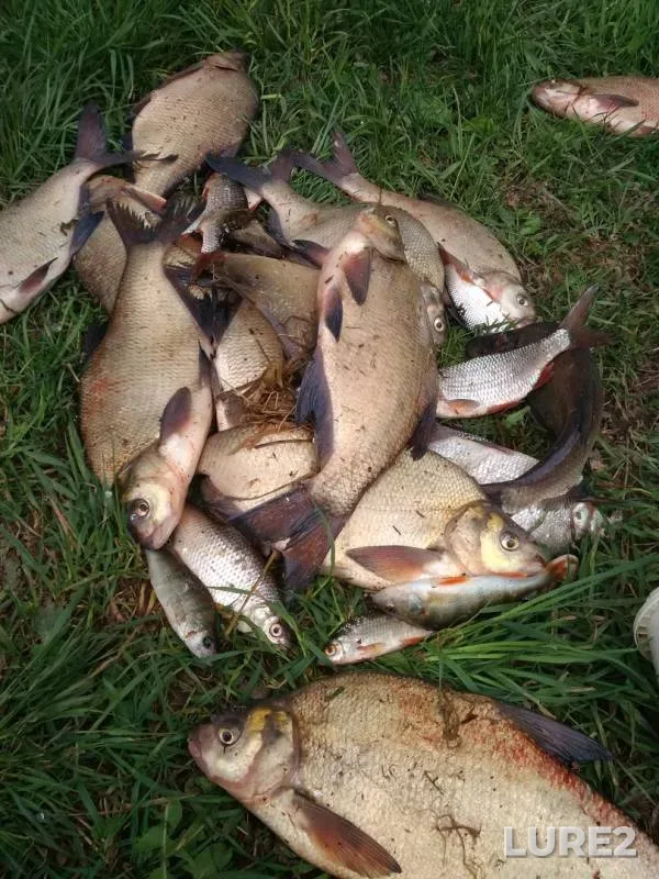 Bream, Perch — Votkinskoye, Jun 11, 2018