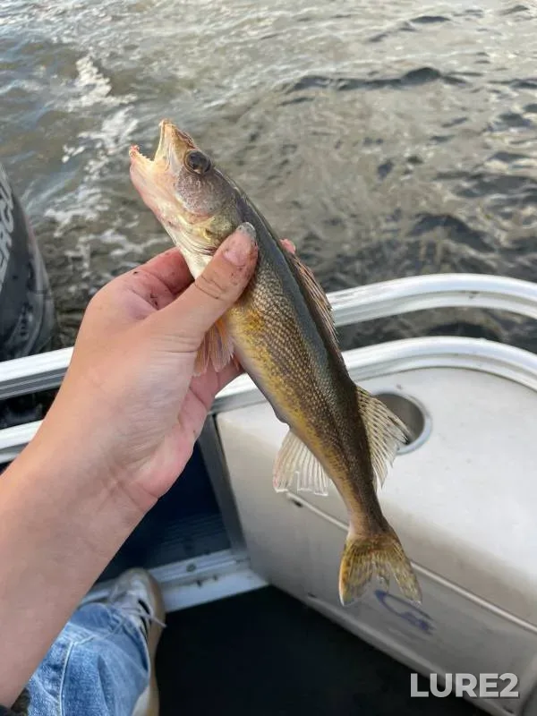 Walleye — Minnesota, Dec 28, 2017, 4:08 PM