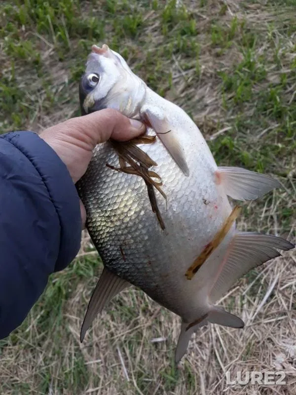 Bream — Votkinskoye, May 30, 2018