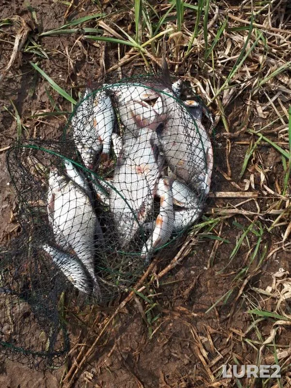 Bream, Roach — Votkinskoye, May 21, 2018