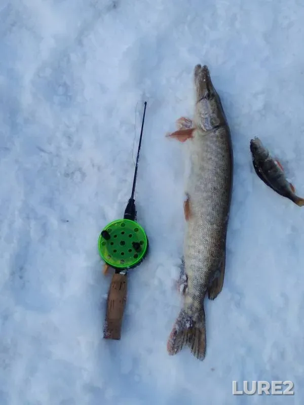 Chub, Perch — Lyp, Mar 24, 2018