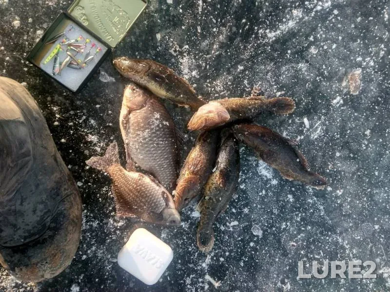 Crucian carp — Volga, Nov 23, 2019