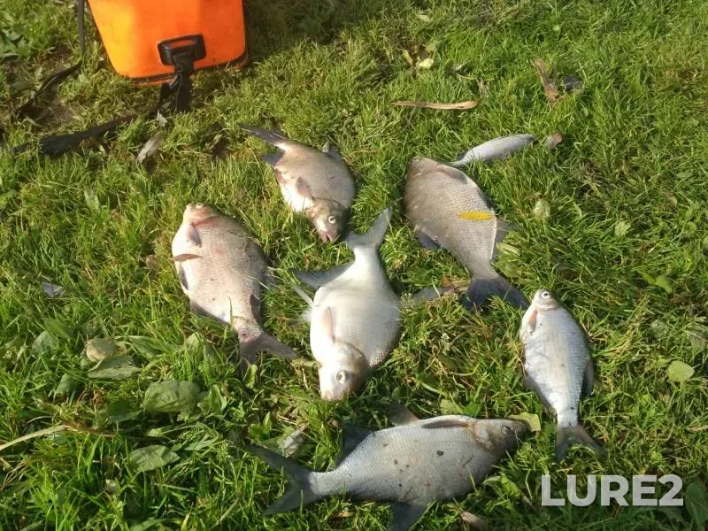 Bream — Gorkovskoye, Oct 03, 2019