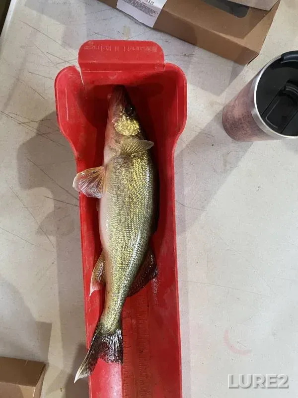 Black crappie, Walleye — Upper Red Lake, Feb 14, 2015, 10:01 AM
