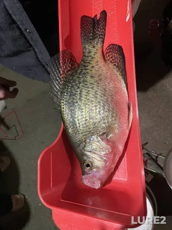 Black crappie — Upper Red Lake, Feb 16, 2015, 9:03 AM
