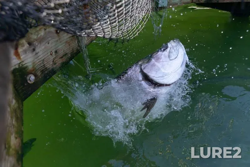 Tarpon — Florida, Monroe County, Feb 20, 2017, 9:09 AM