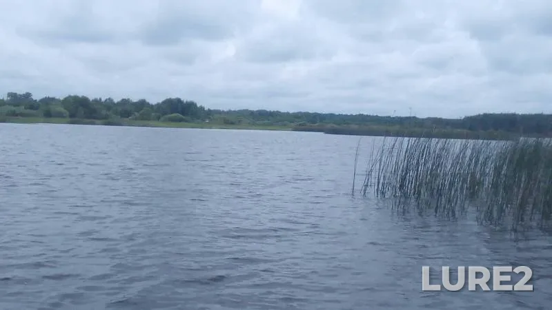 Perch, Pike — Yaroslavskaya oblast, Jul 20, 2019