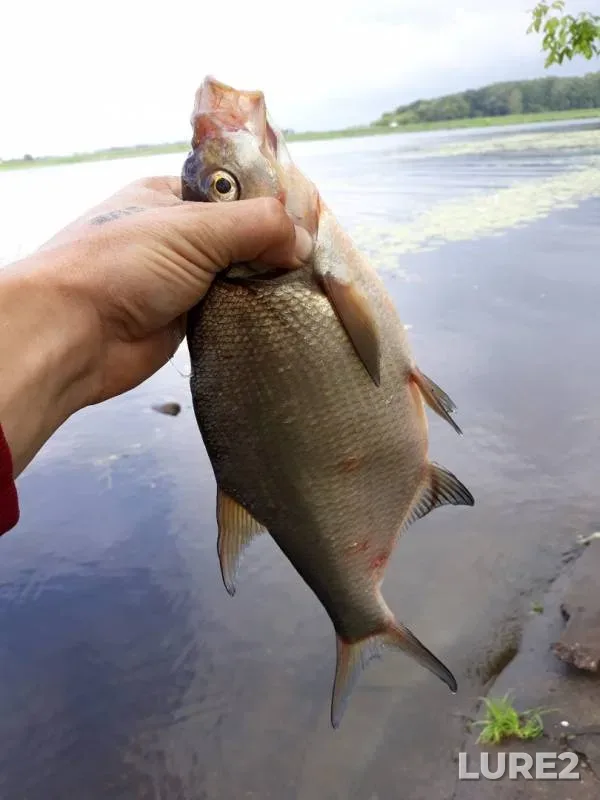 Bream — Belilka, Jul 18, 2019