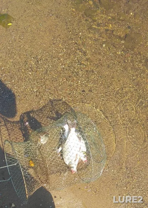 Bream, Roach — Volga, Jun 08, 2019