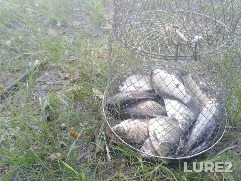 Crucian carp — Mikhaylovskiy (platnik), Jun 06, 2019