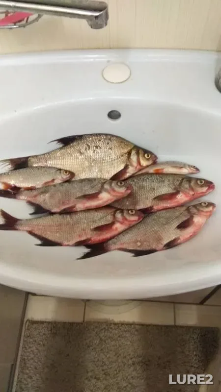 Bream, Roach — Volga, Jun 15, 2019