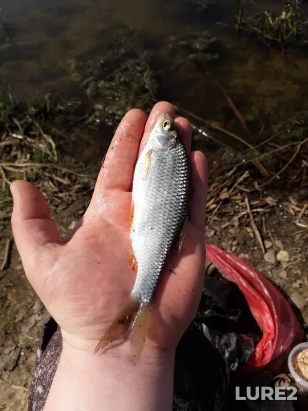Crucian carp, Roach — Uzaksa, May 10, 2019