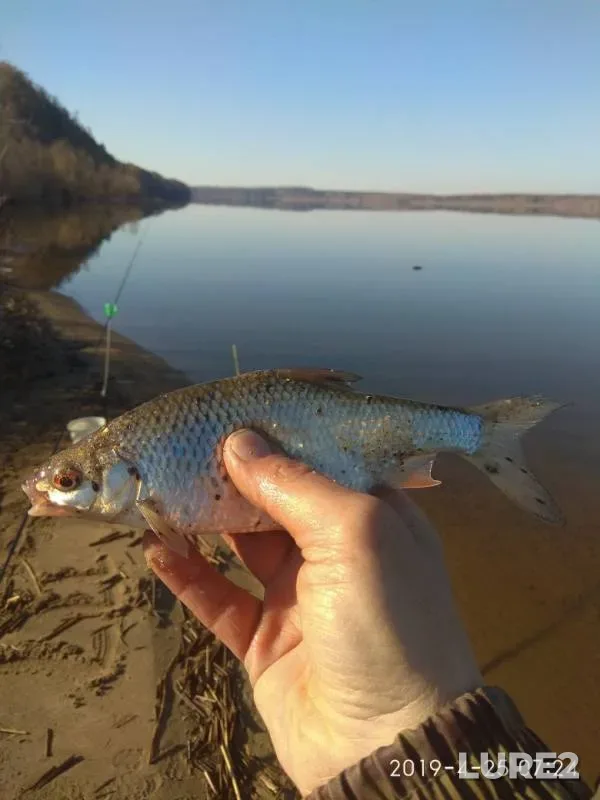 Roach — Volga, Apr 25, 2019