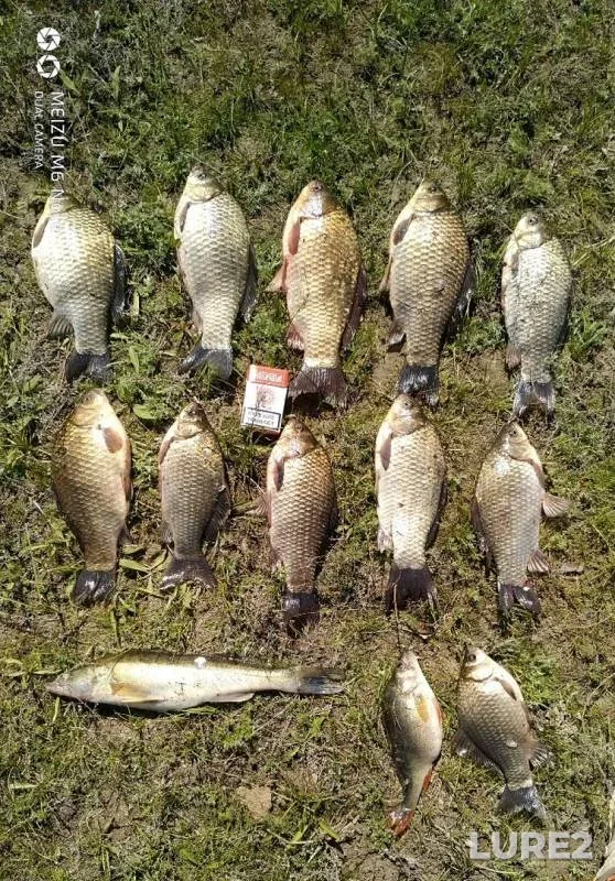 Crucian carp, Perch — Akhtuba, Apr 21, 2019