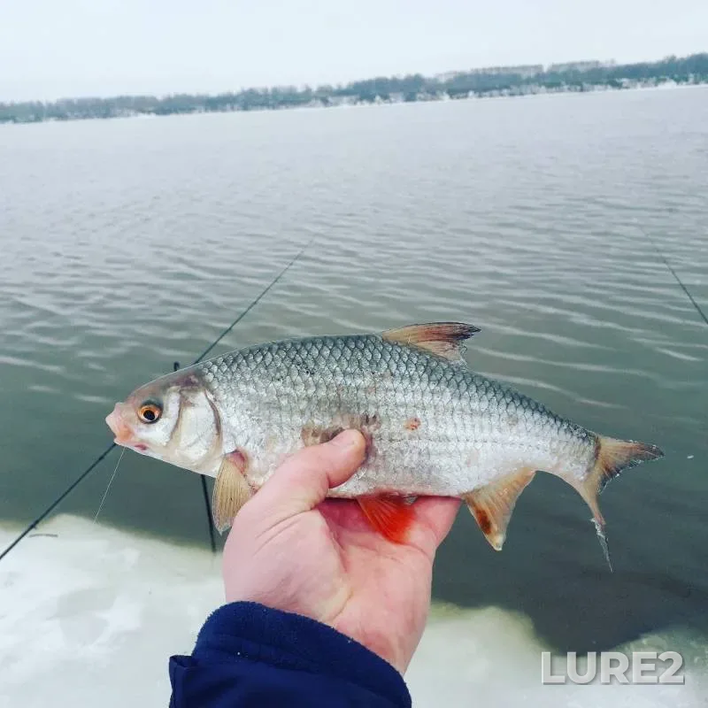 Roach — Volga, Apr 07, 2019