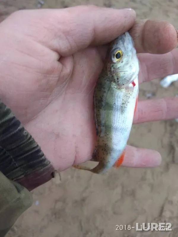 Perch, Roach — Volga, Nov 04, 2018