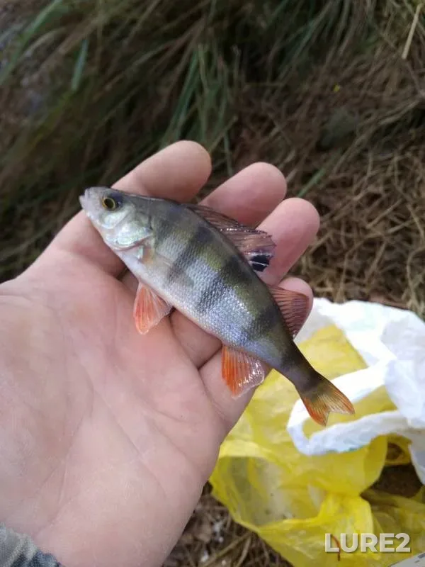 Bream, Perch — Volga, Oct 20, 2018
