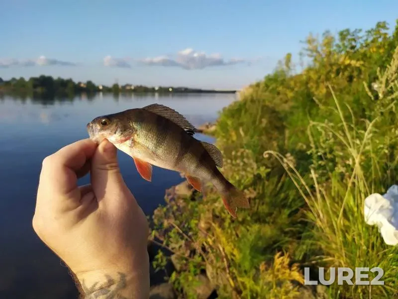 Perch — Volga, Aug 31, 2019