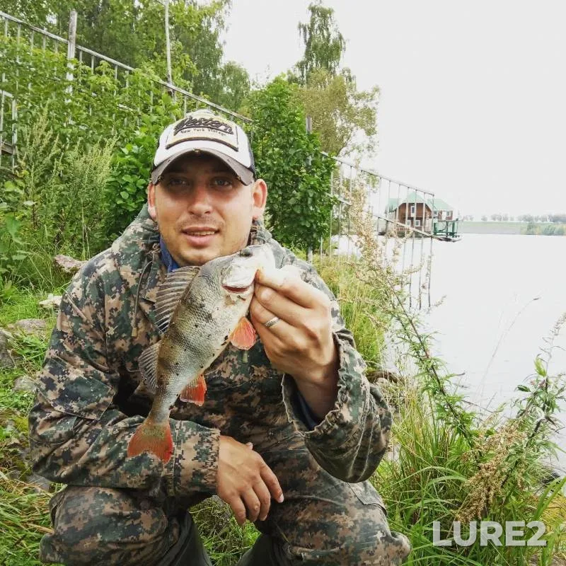 Perch — Volga, Aug 19, 2019