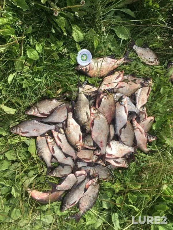 Bream — Tverskaya oblast, Jul 14, 2019
