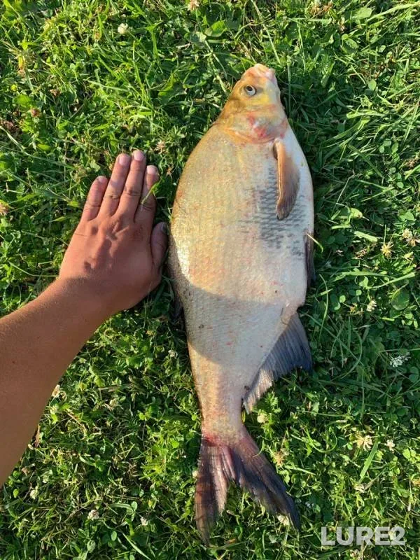 Bream — Dubna, Jun 19, 2019