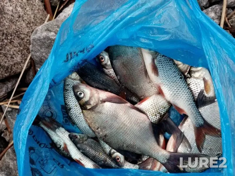 Bream, Roach — Ivankovskoye, May 10, 2019