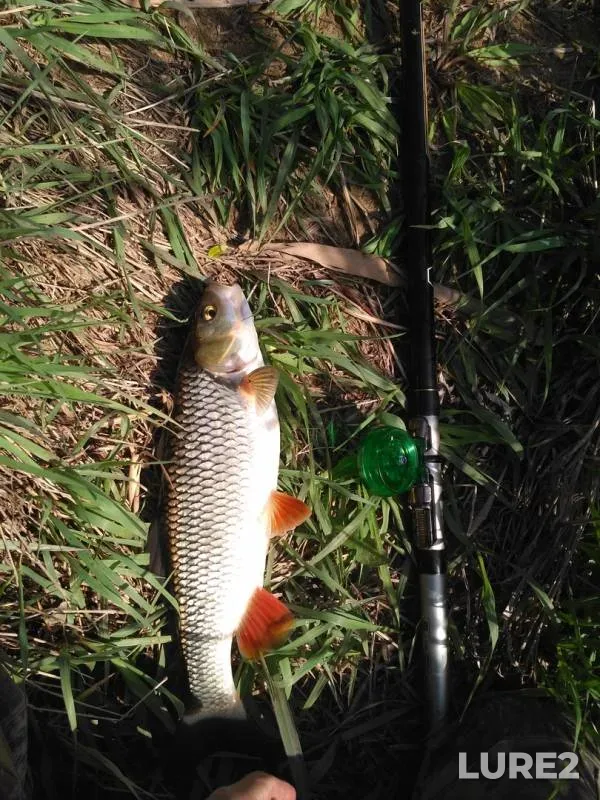 Chub — Dubna, May 09, 2019
