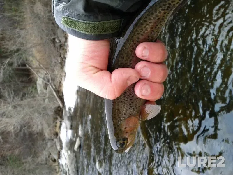 Rainbow trout — Big Thompson River, Mar 26, 2021, 10:29 AM