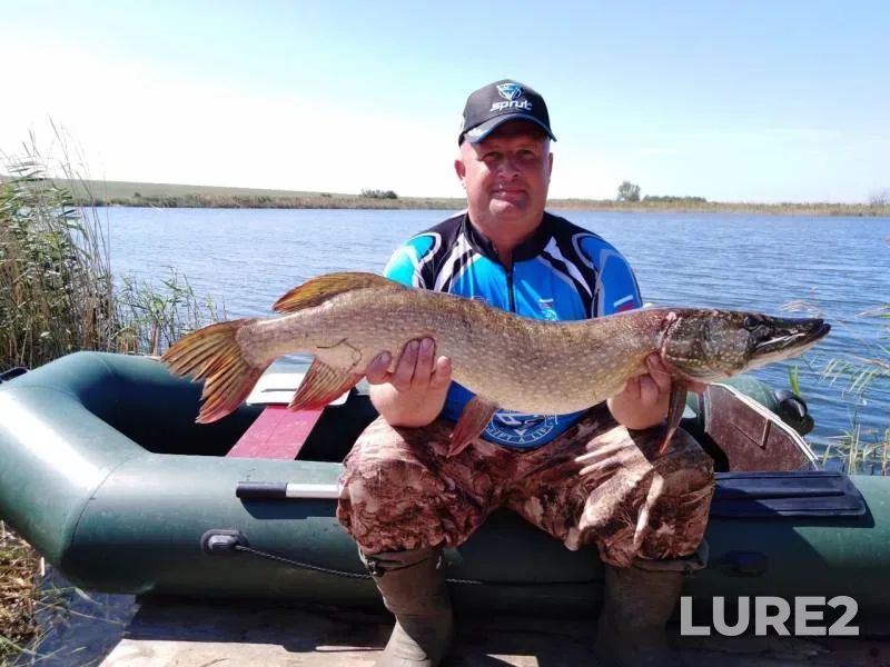 Pike — Volgogradskaya oblast, Aug 26, 2019