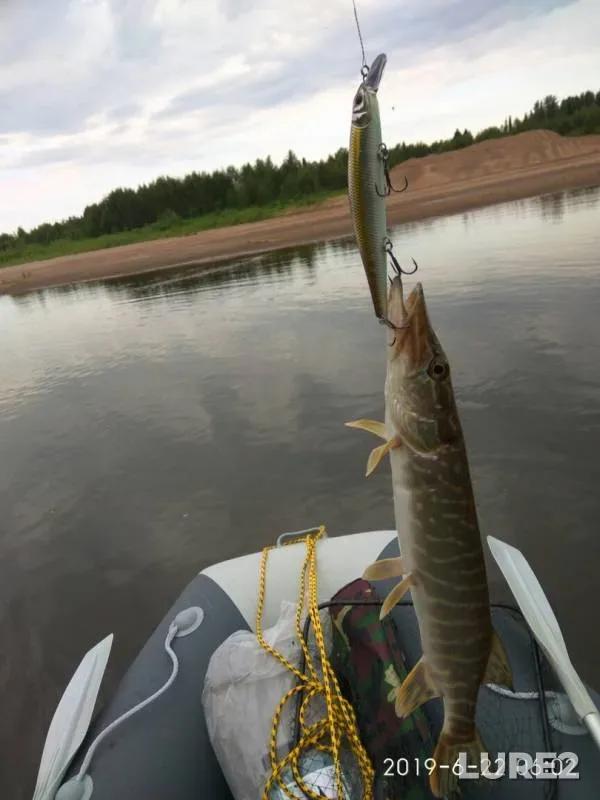 Perch, Pike — Letka, Jun 24, 2019