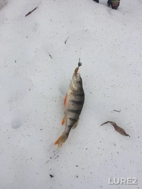 Perch — Ivanovskoye, Apr 07, 2018