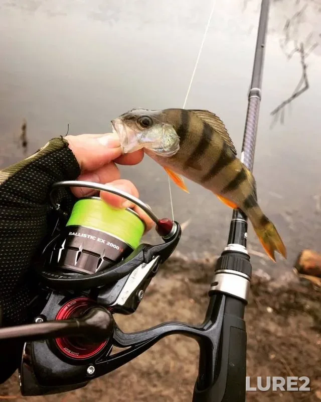 Perch — Yelizavetovskoye, Nov 10, 2019