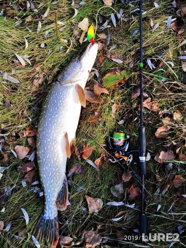 Pike — Severskiy Donets, Oct 30, 2019