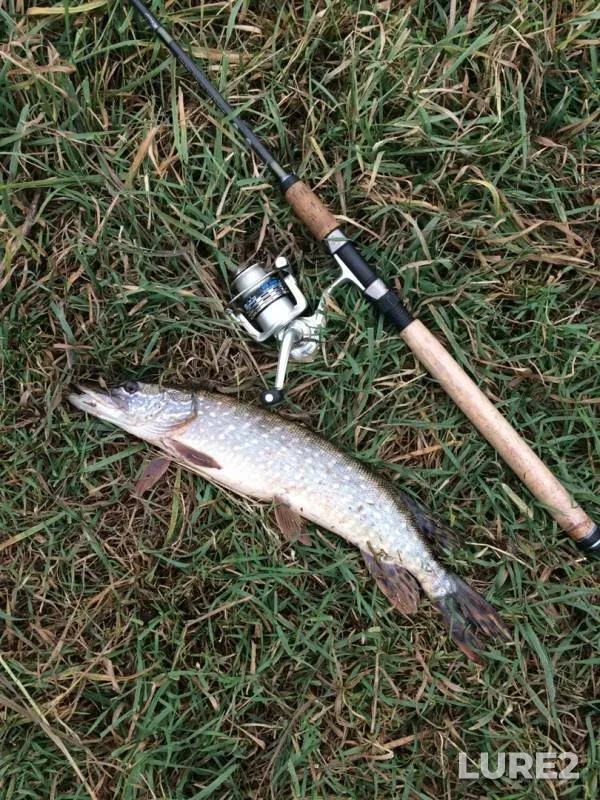 Pike — Luganska oblast, Oct 25, 2019