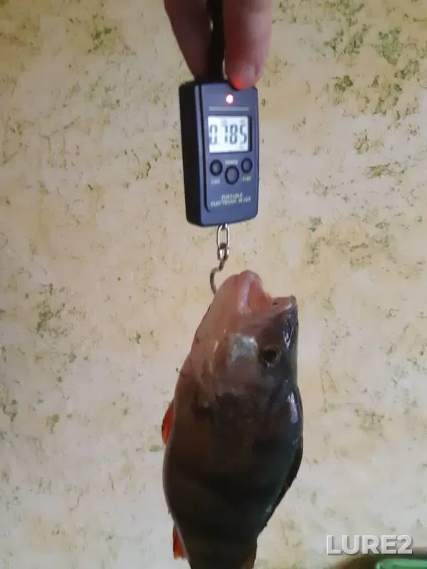 Perch — Sіverskiy Donets / Severskiy Donets, Oct 14, 2019