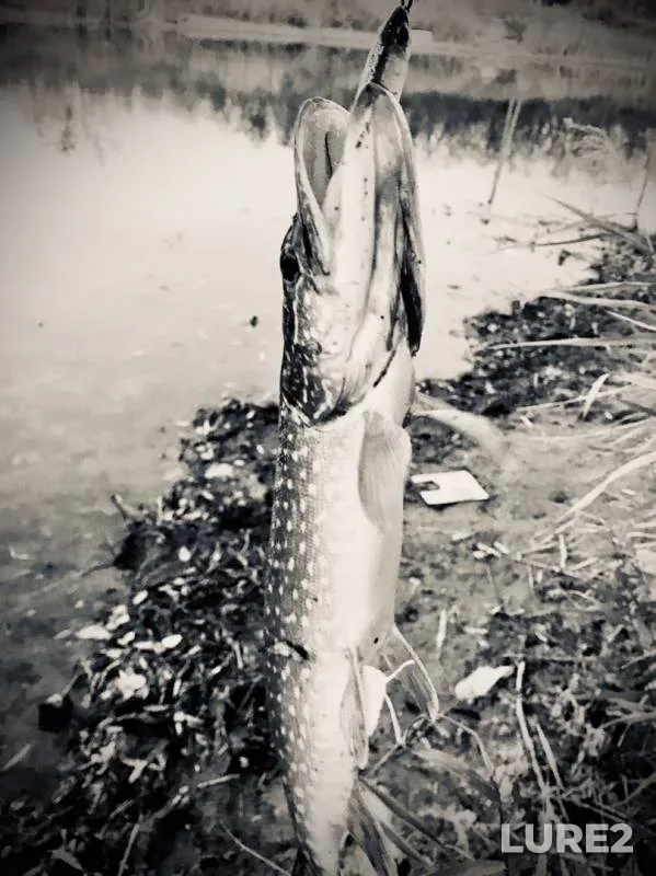 Pike — Lutuginskoye, Oct 07, 2019
