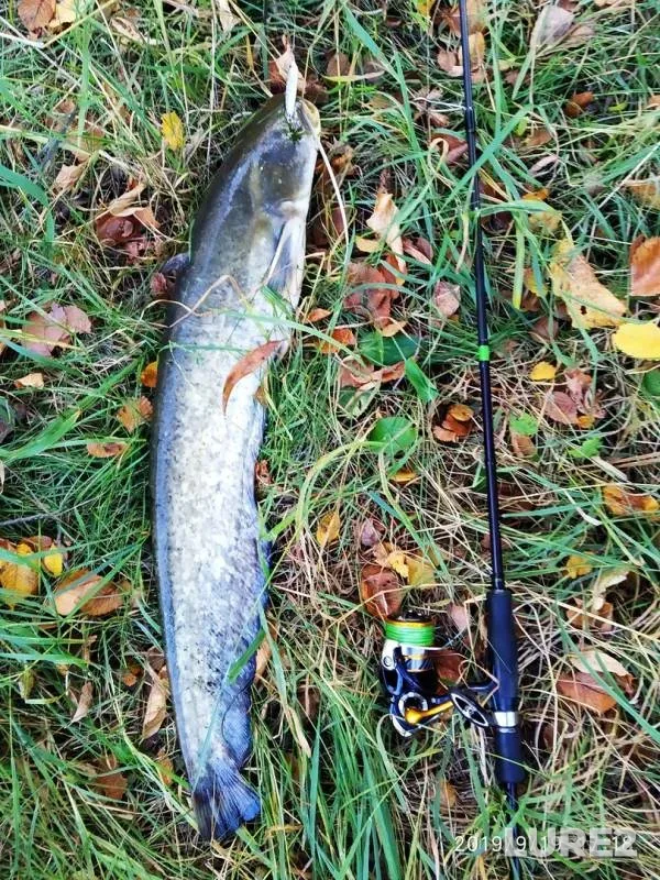 Wels catfish, Chub — Severskiy Donets, Sep 19, 2019