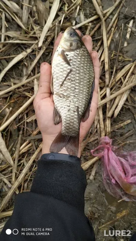 Carp, Crucian carp — Lugan, Apr 14, 2019