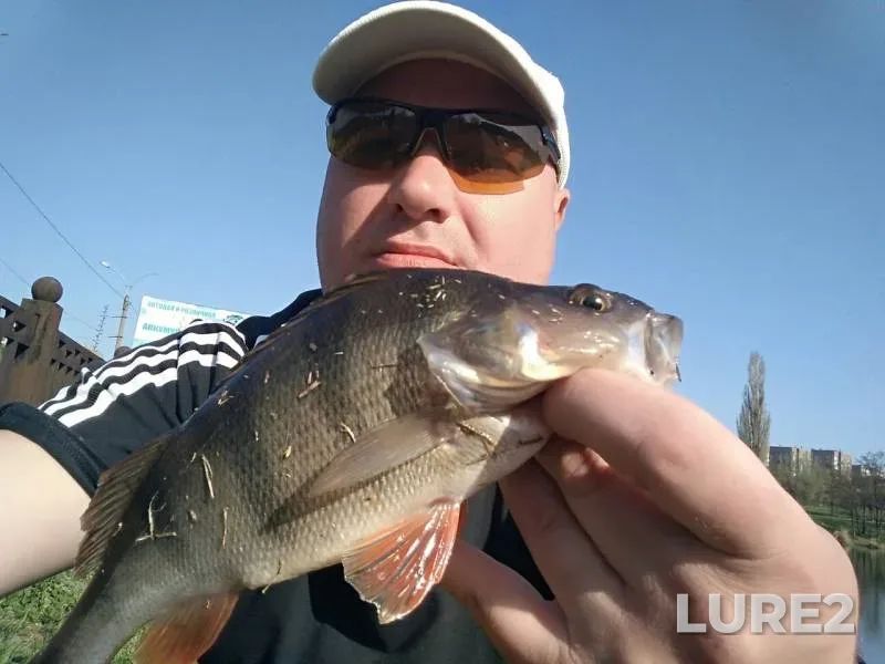 Perch — Limanskiy prud verkhniy, Apr 25, 2019