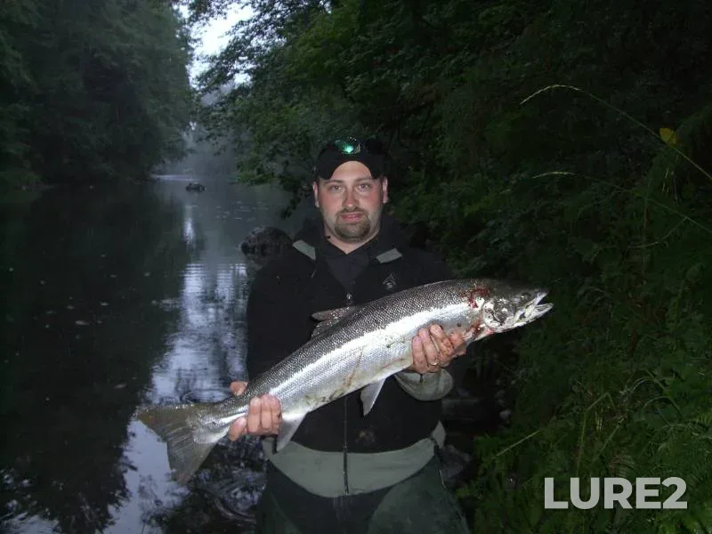 Steelhead — Sol Duc River, Mar 26, 2012, 10:34 AM