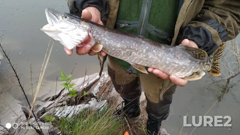 Pike — Yelizavetovskoye, May 10, 2019