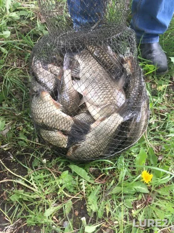 Carp — Isakovskoye, May 11, 2019