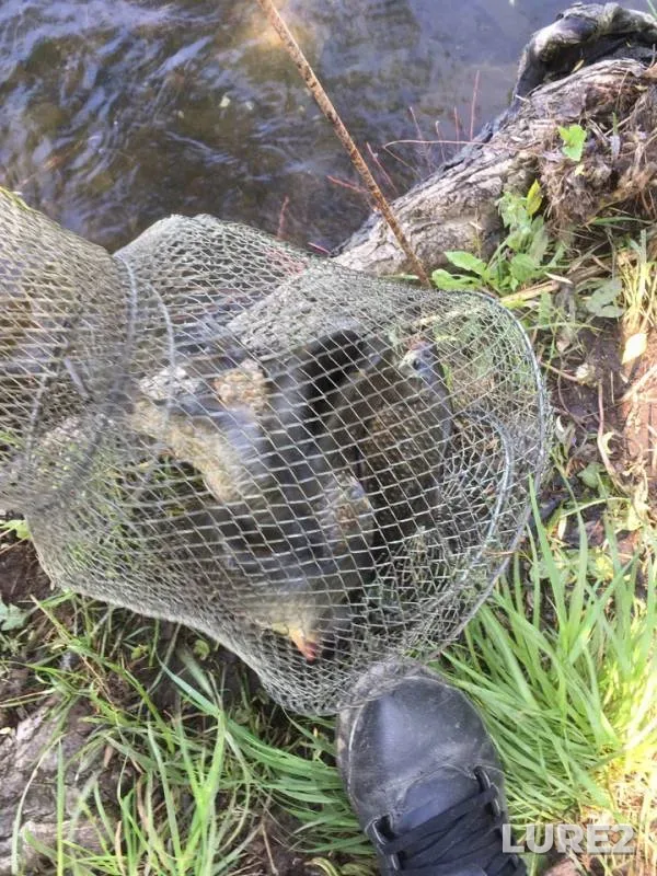 Crucian carp — Isakovskoye, May 19, 2019