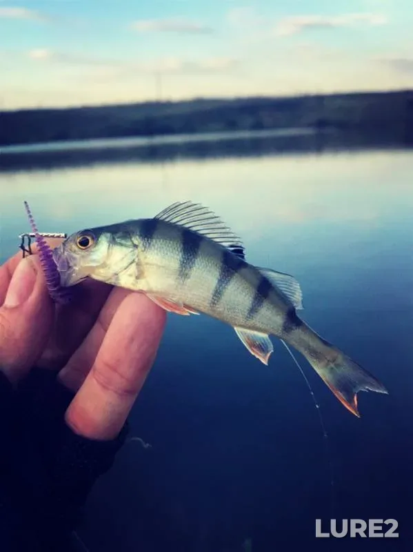 Perch — Lutuginskoye, May 24, 2019