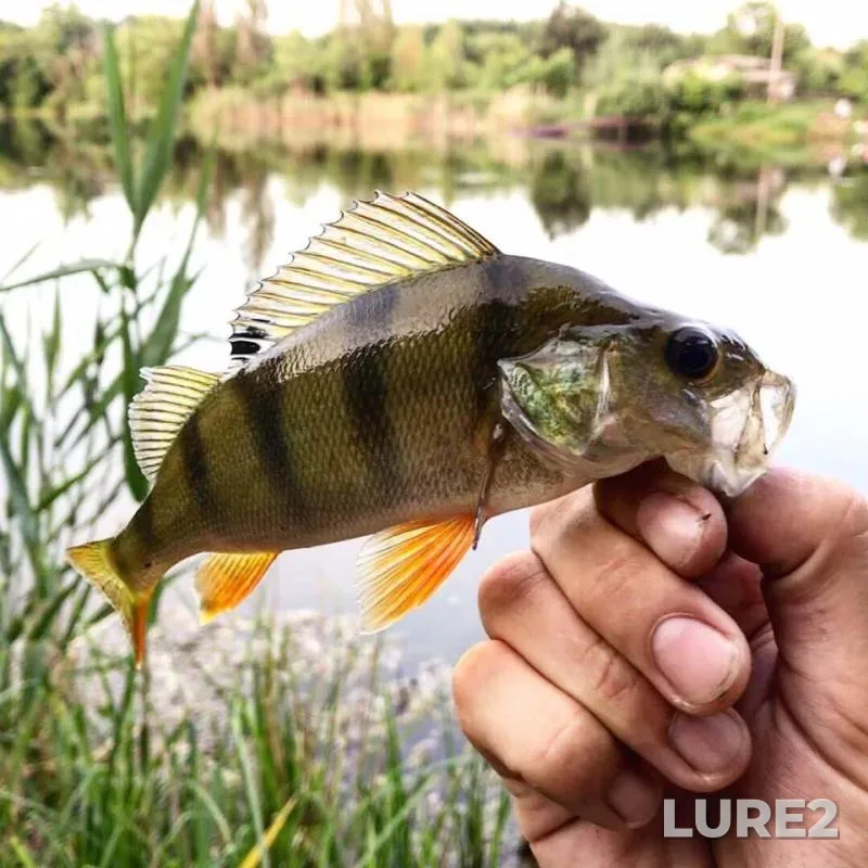 Perch, Pike — Uspenskoye, Jun 04, 2019