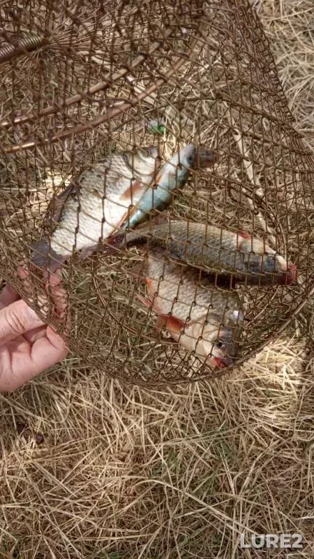 Crucian carp — Luganska oblast, Jun 30, 2019