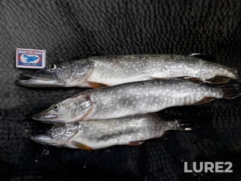 Pike — Lugan, Aug 09, 2019