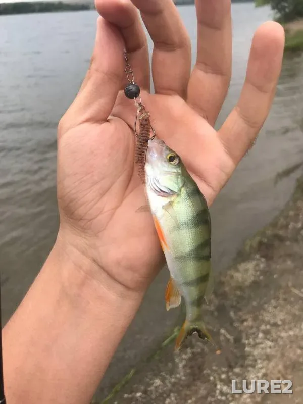 Perch — Olkhovka, Aug 14, 2019