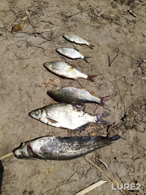 Bream, Wels catfish — Sіverskiy Donets / Severskiy Donets, Aug 25, 2019